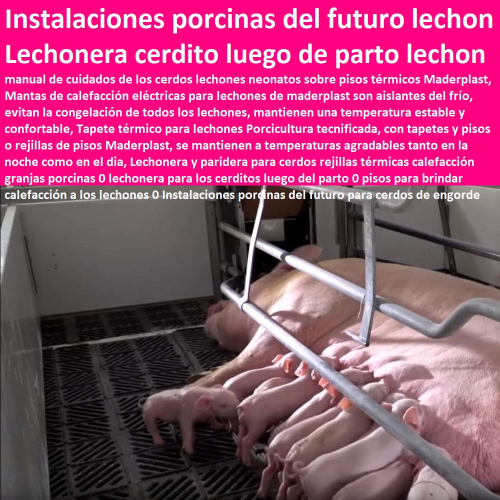 Lechonera y paridera para cerdos rejillas térmicas calefacción granjas porcinas 0 lechonera para los cerditos luego del parto 0 como criar marranos, cómo criar cerdos técnicas modernas, manual para criar cerdos, como hacer un criadero de cerdos, cría de cerdos rentabilidad técnicamente, como engordar cerdos con maíz tecnificado, instalaciones para cría de cerdos, pisos para brindar calefacción a los lechones 0 Instalaciones porcinas del futuro para cerdos de engorde Lechonera y paridera para cerdos rejillas térmicas calefacción granjas porcinas 0 lechonera para los cerditos luego del parto 0 pisos para brindar calefacción a los lechones 0 Instalaciones porcinas del futuro para cerdos de engorde